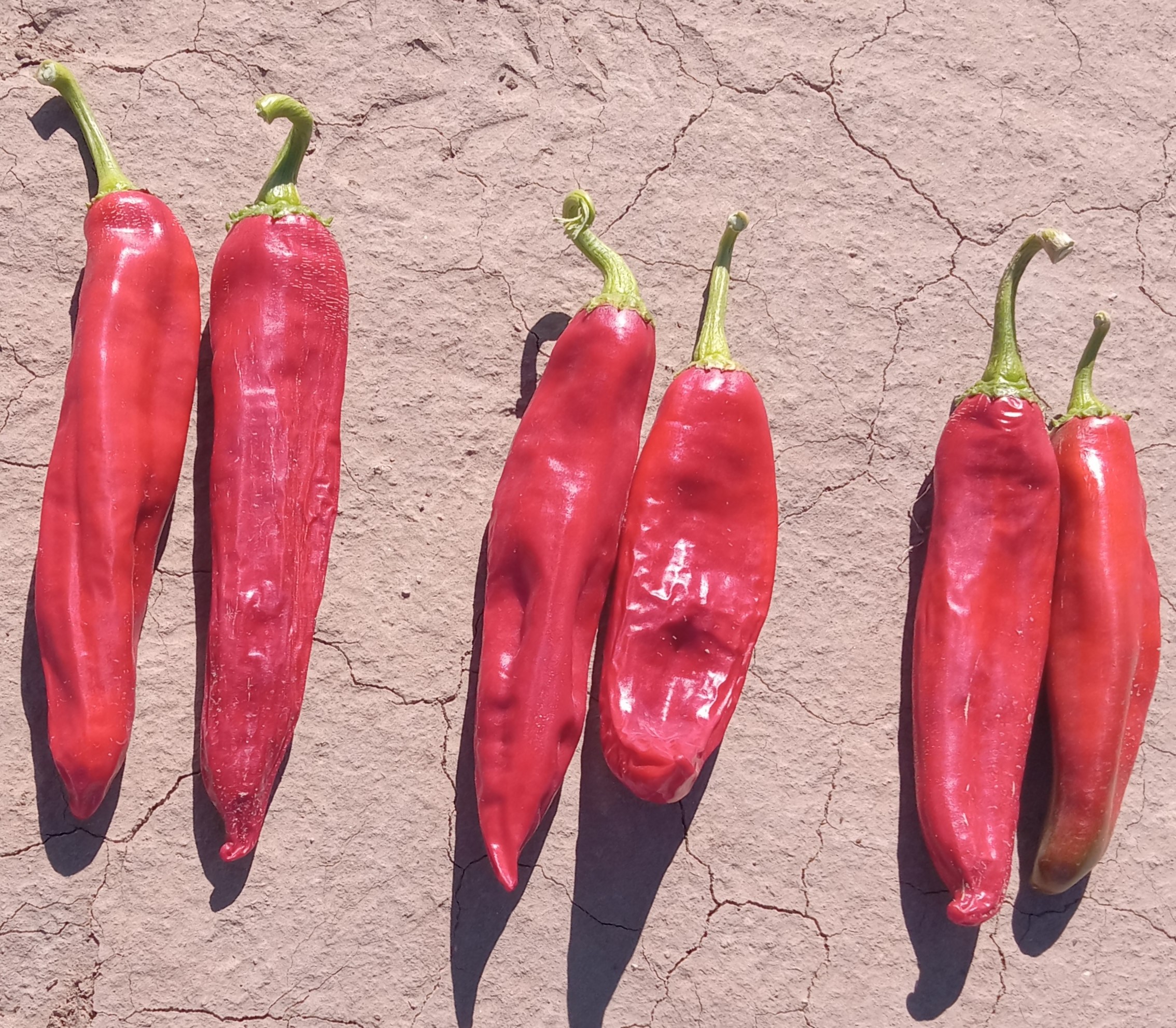 Comparison of red chile pods
