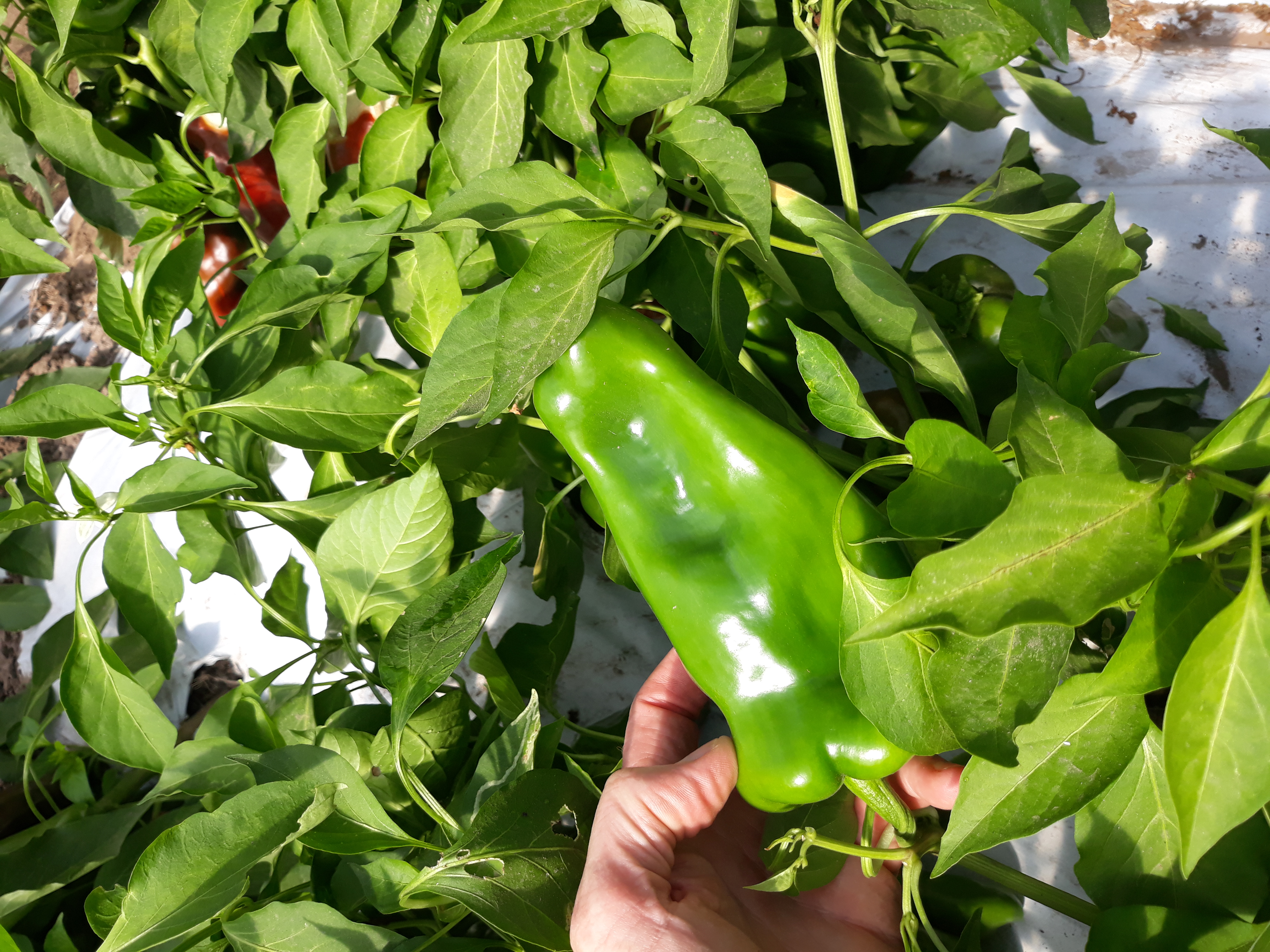 Person holding a green chile