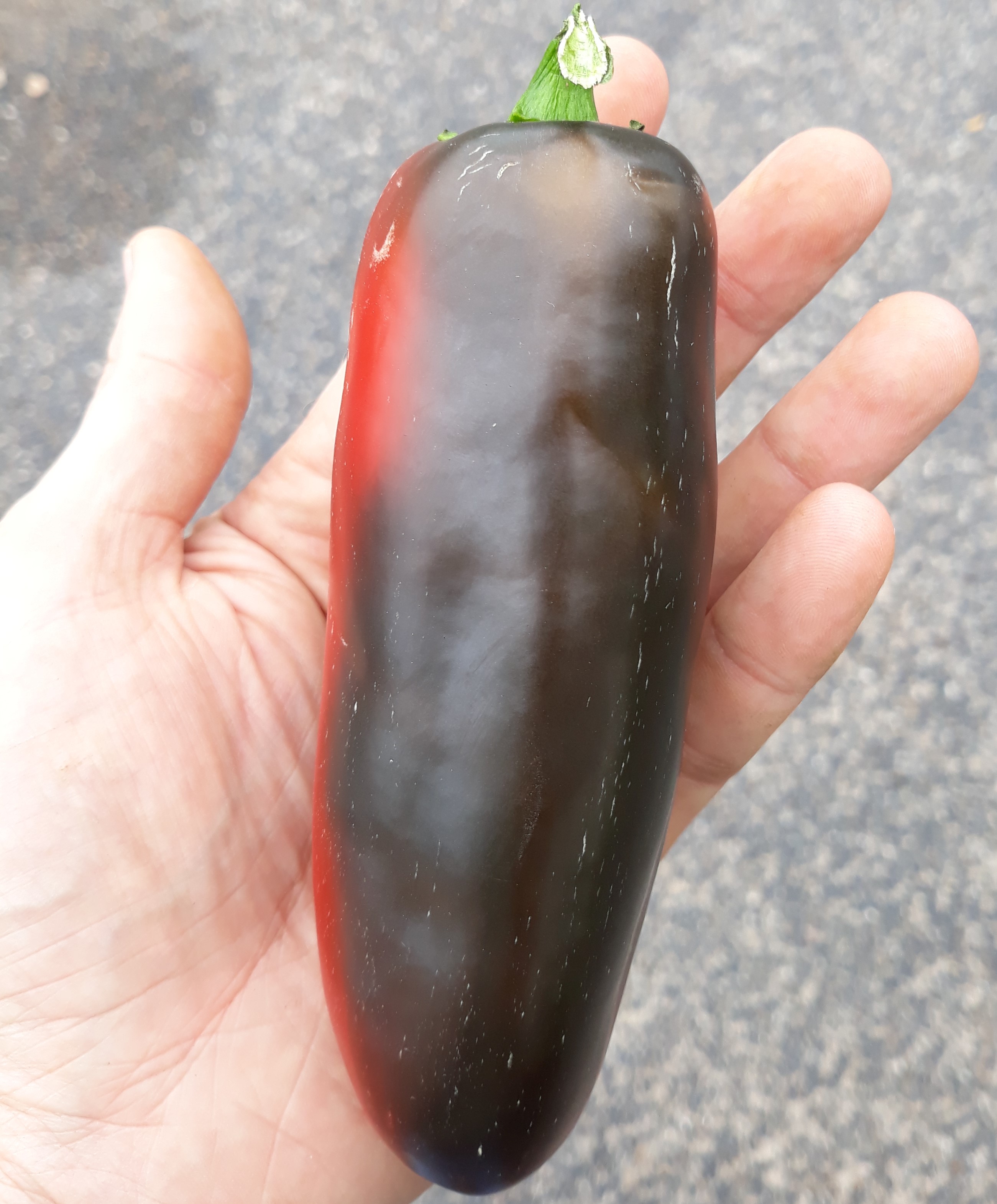 Person holding a red chile