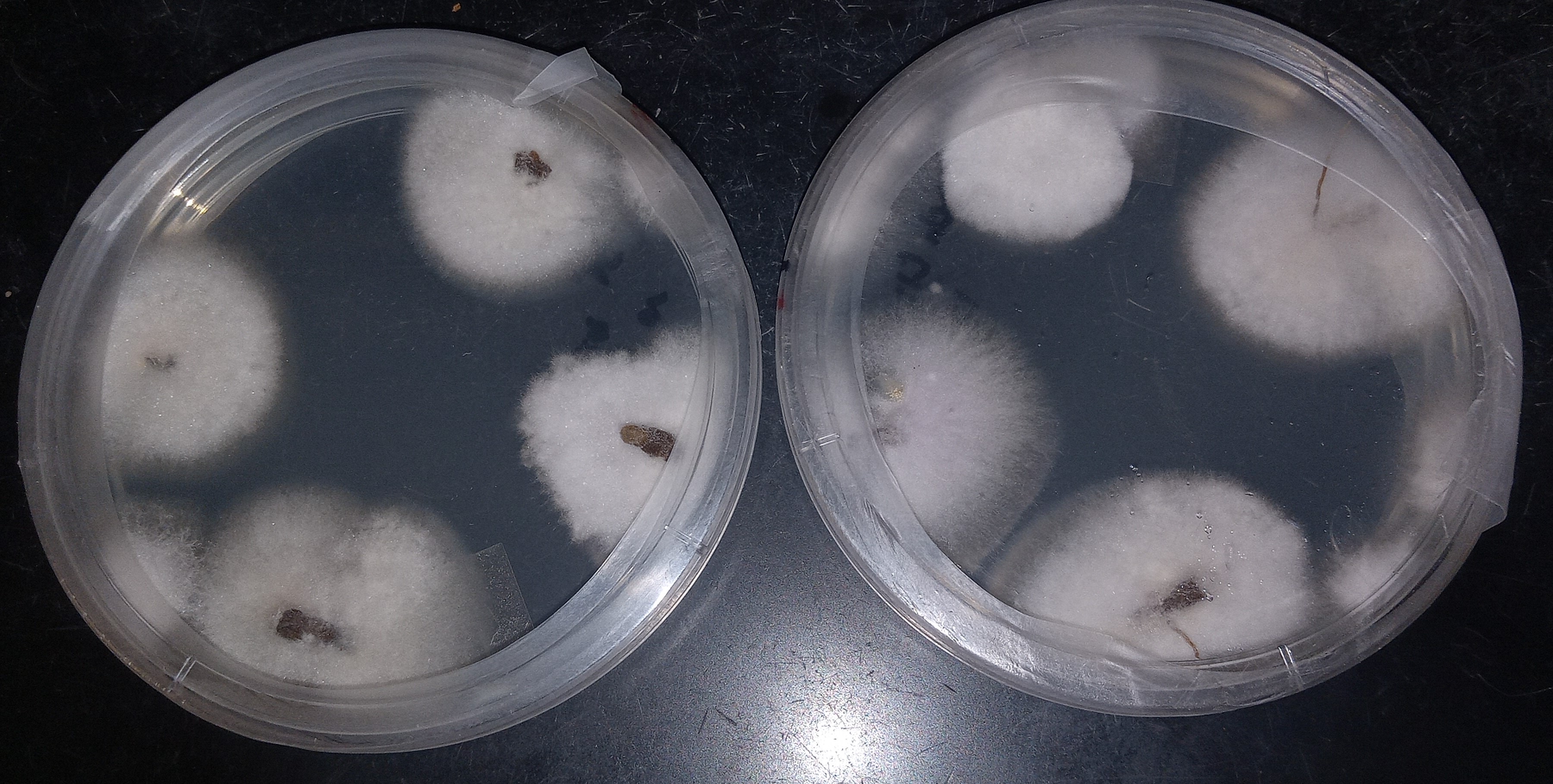 Petri dishes with specimens