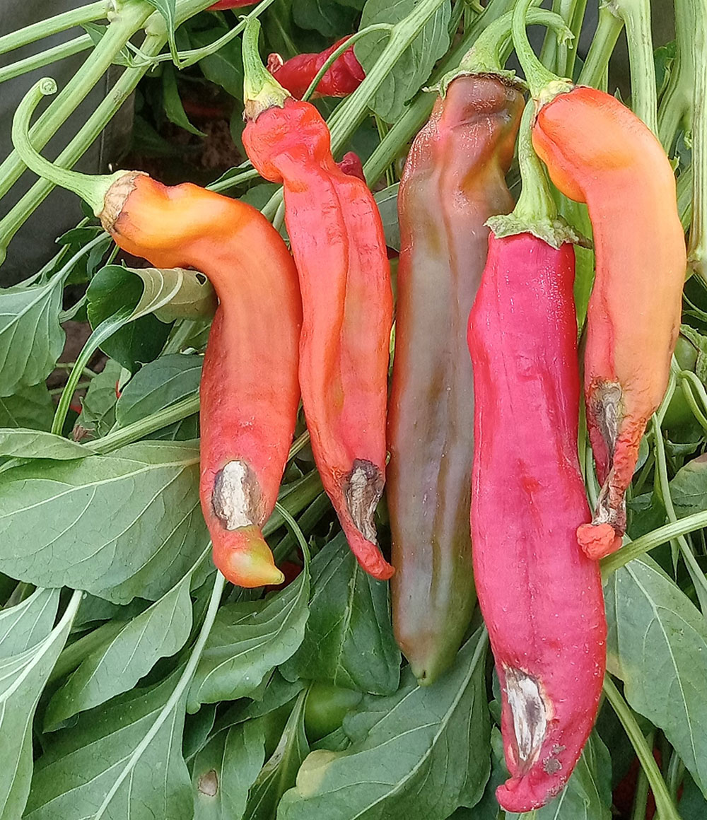 chile peppers with blossom end rot
