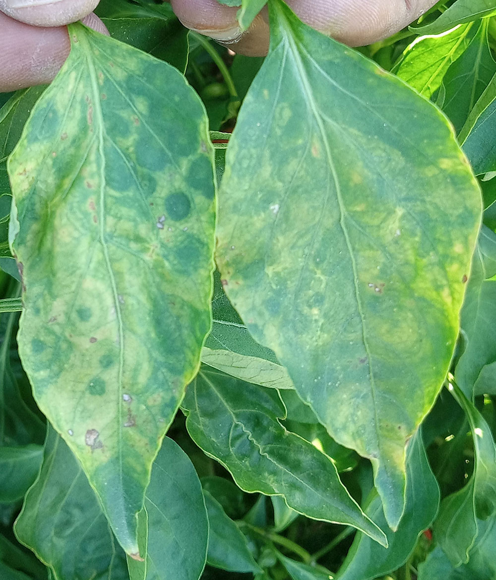 Leaves with tomato spotted wilt virus