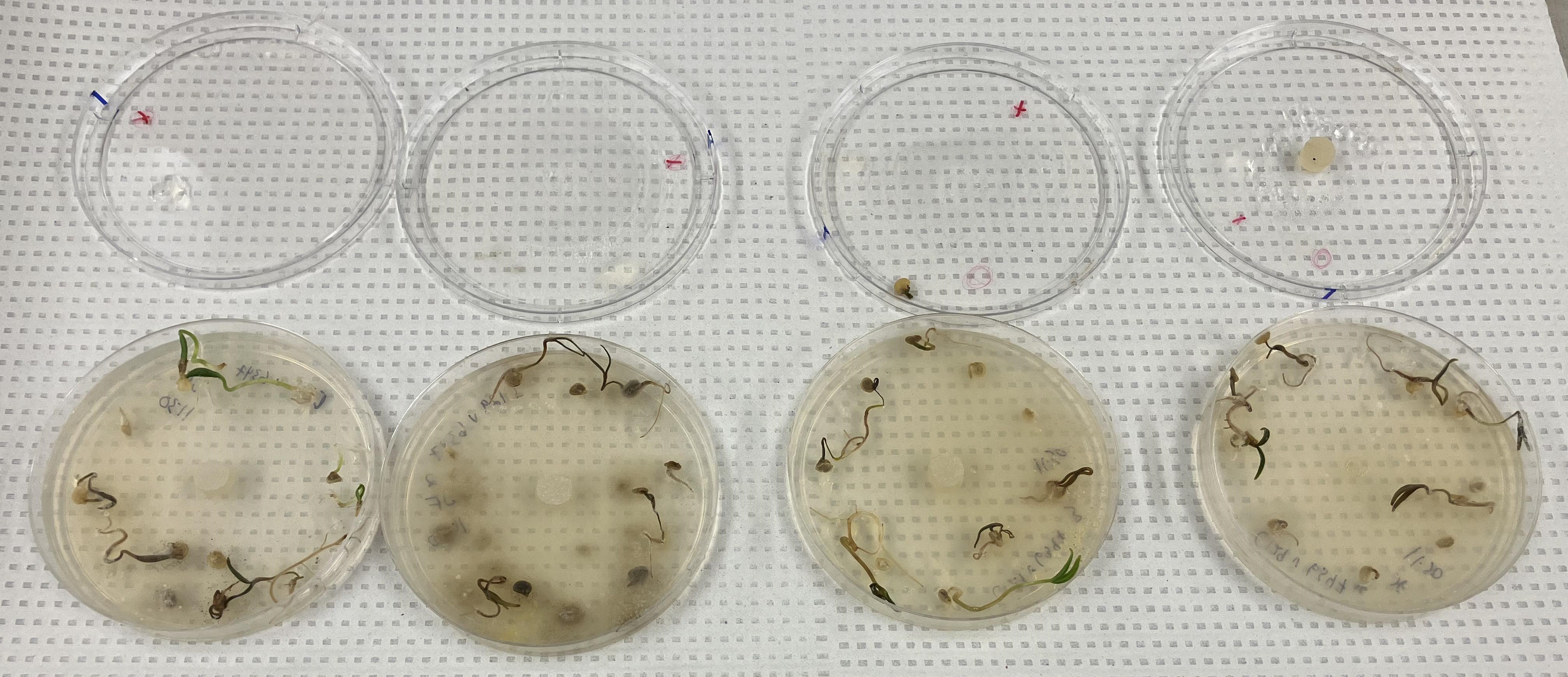 Petri dishes with lab trials