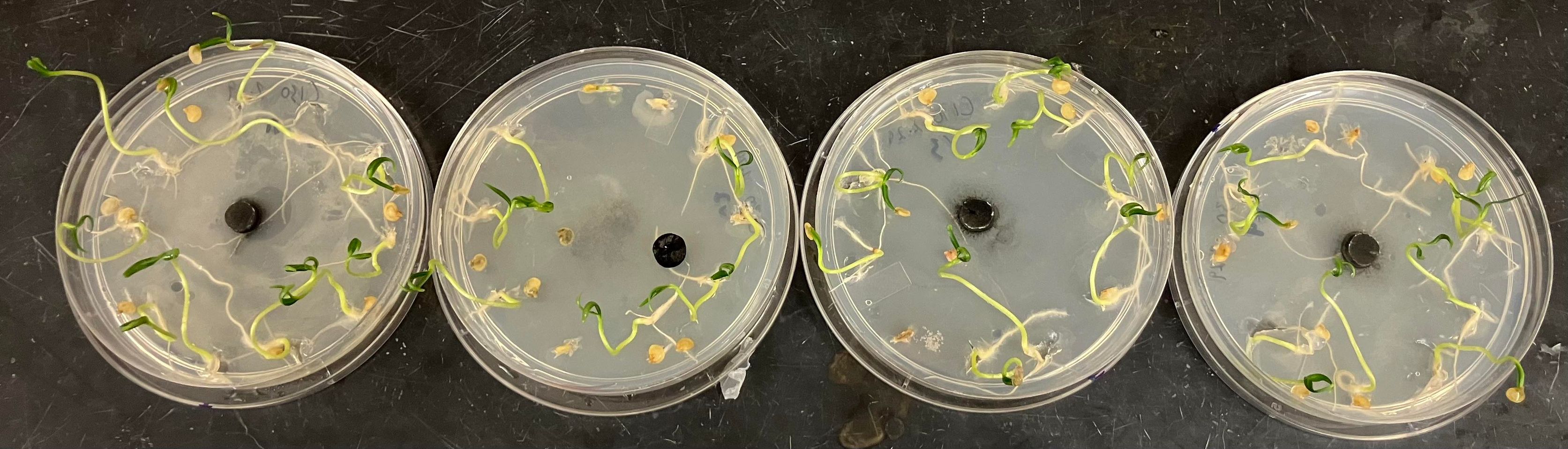 Petri dishes with V. dahliae growing on chile seeds