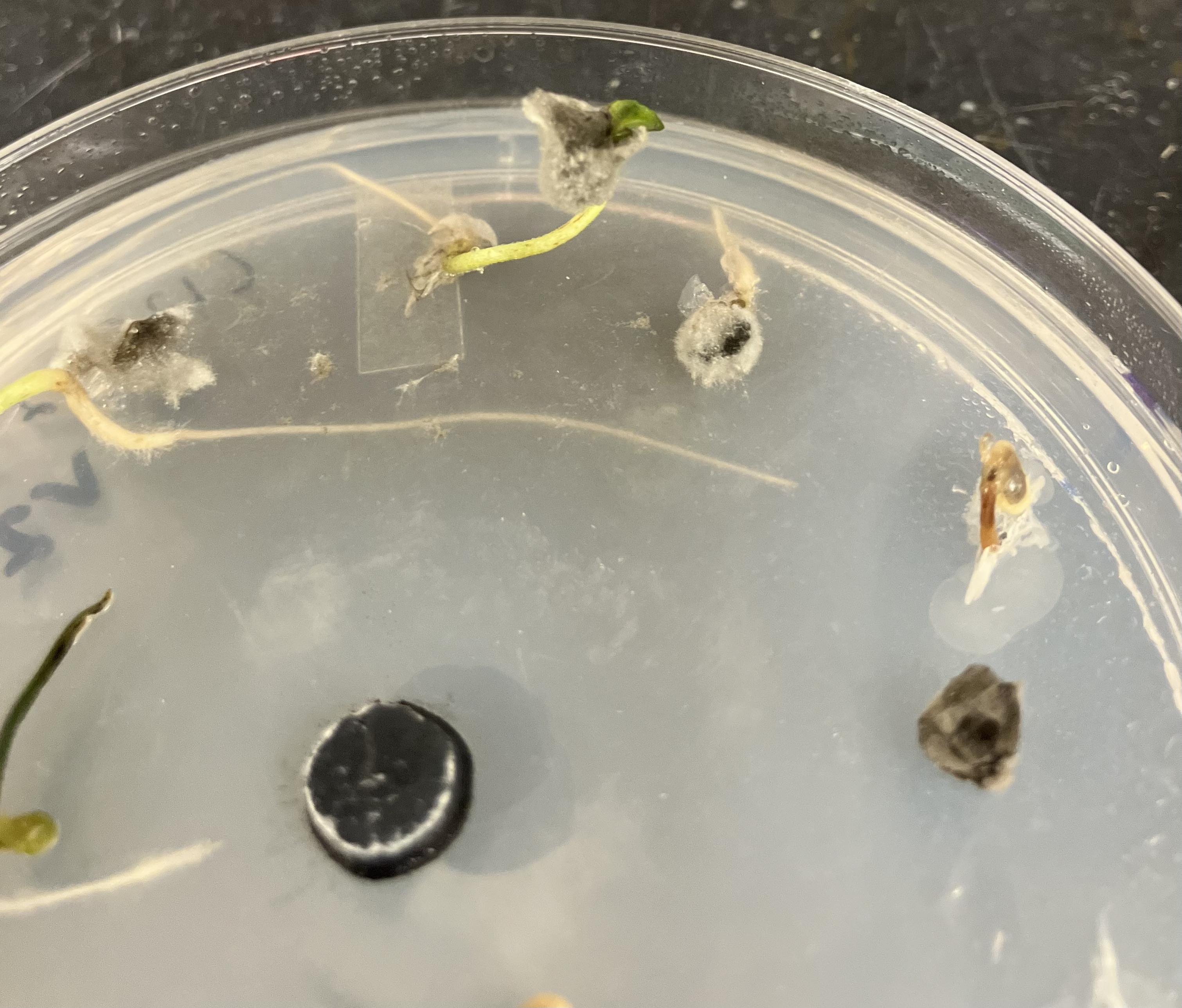 Petri dish with V. dahliae growing on chile seeds