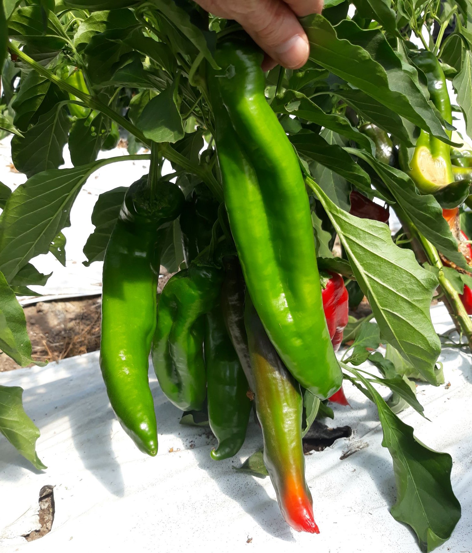 chile plant