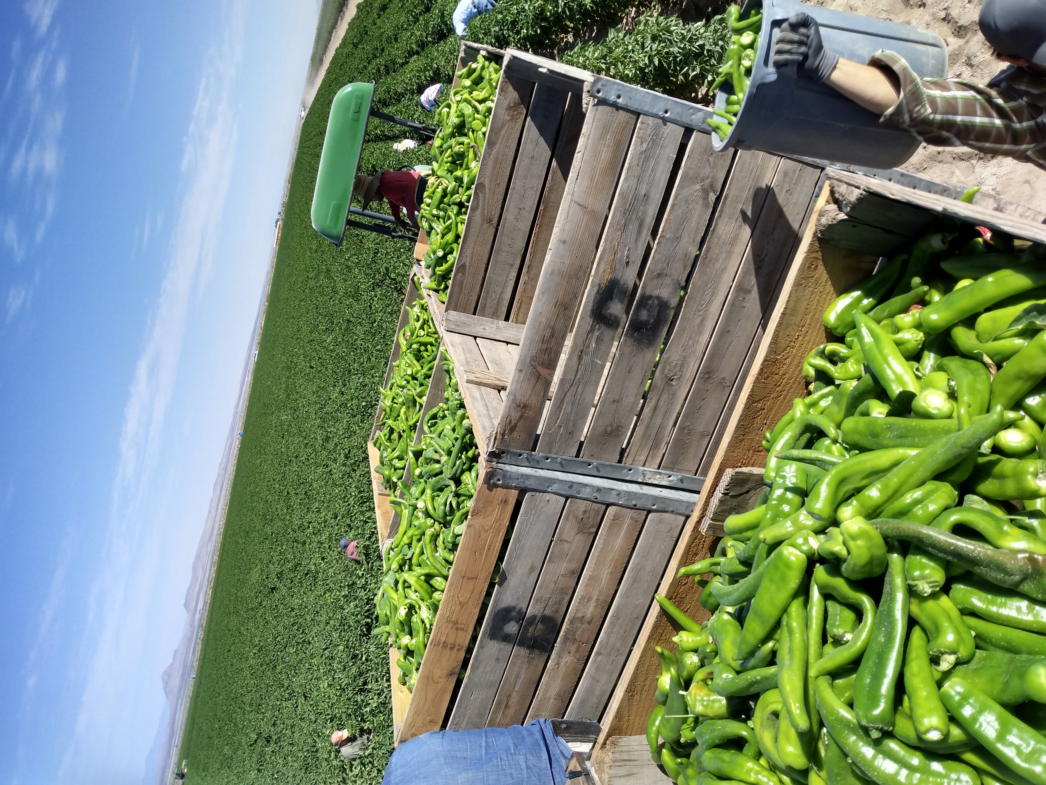 chile field and boxes of chile on a truck