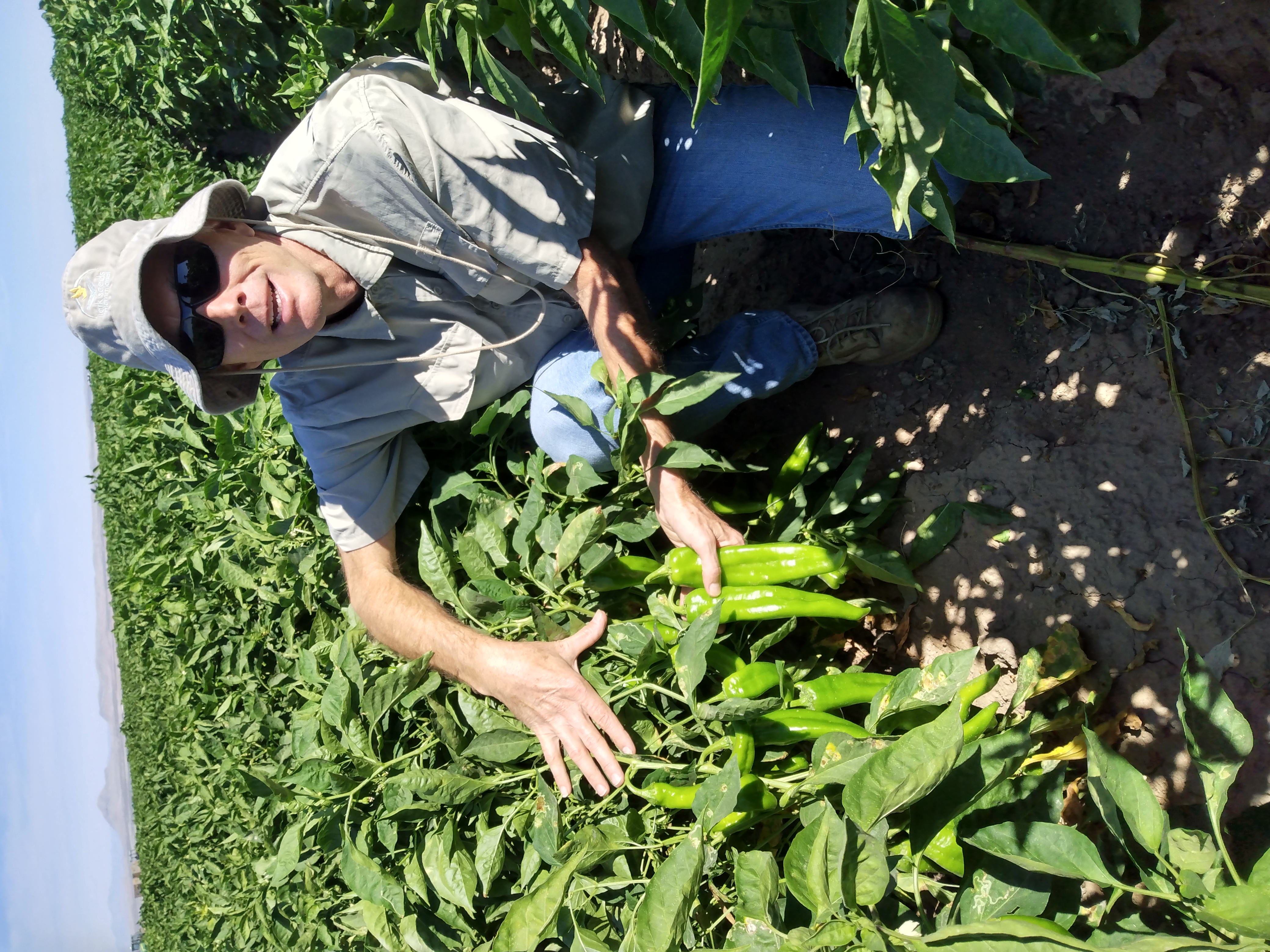 A man standing amongst chile plants