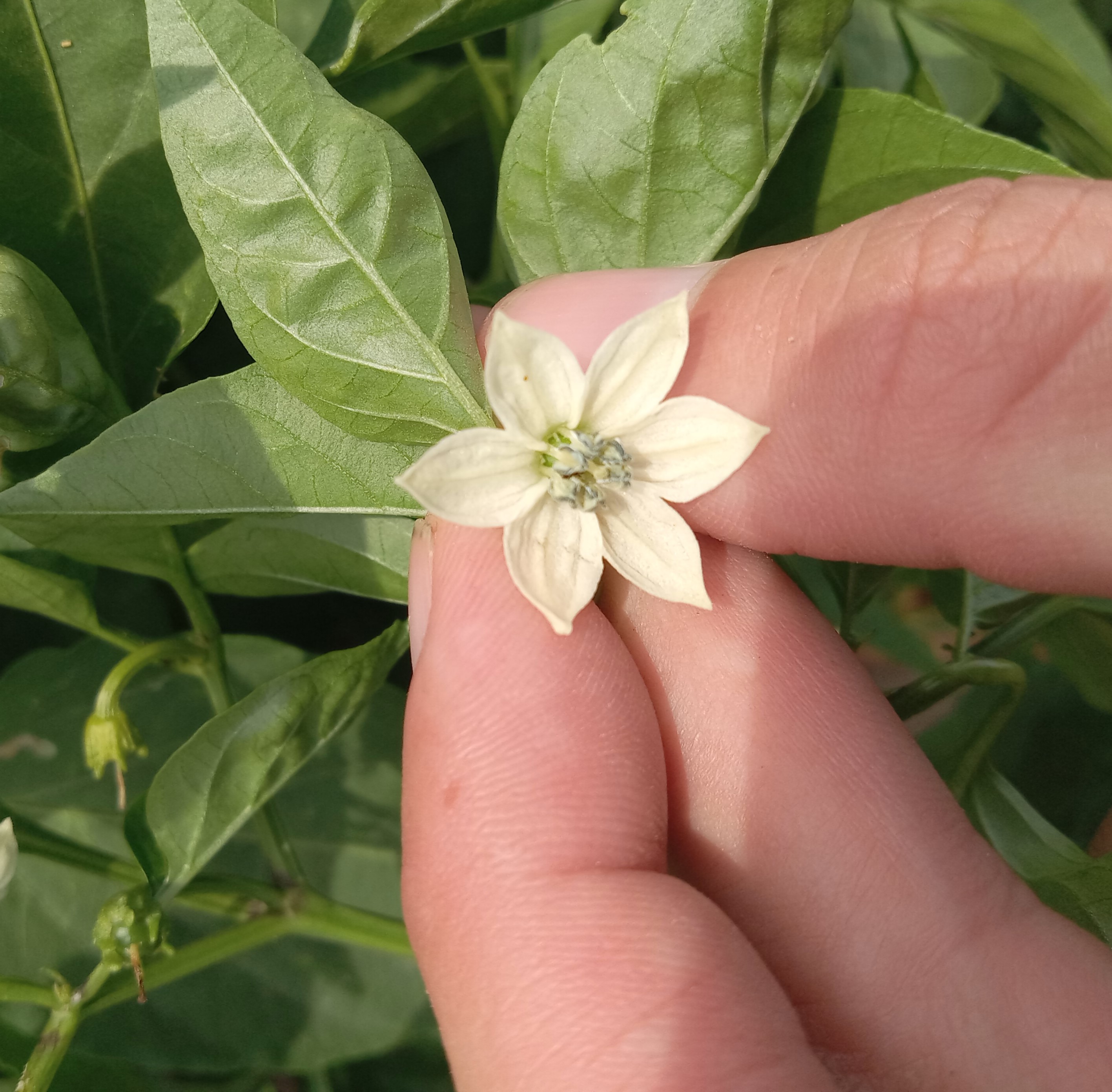 Person holding a Chile Flower
