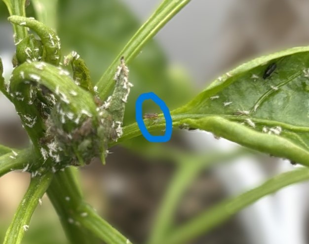 Another plant with aphids