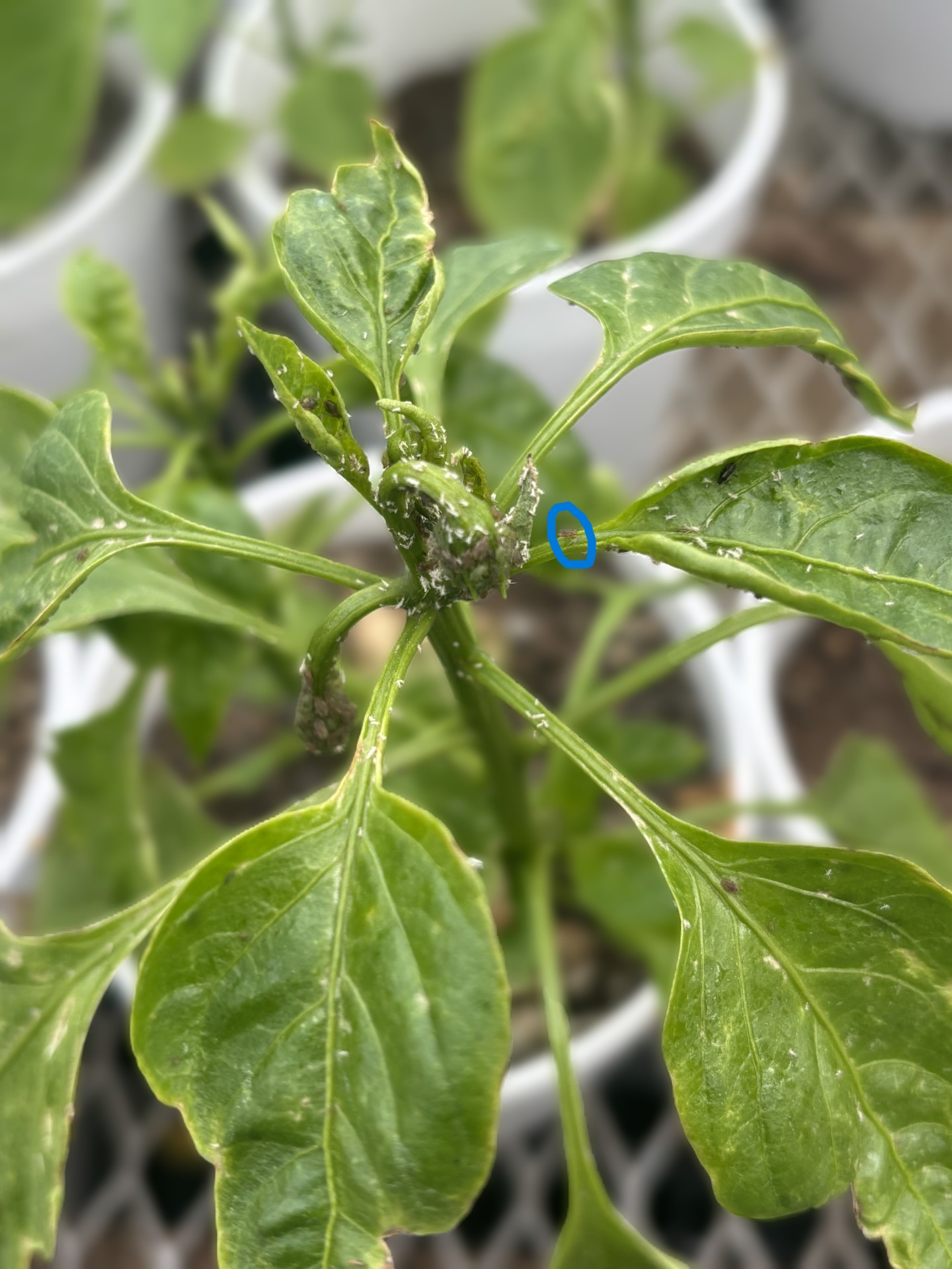 Plant with aphids