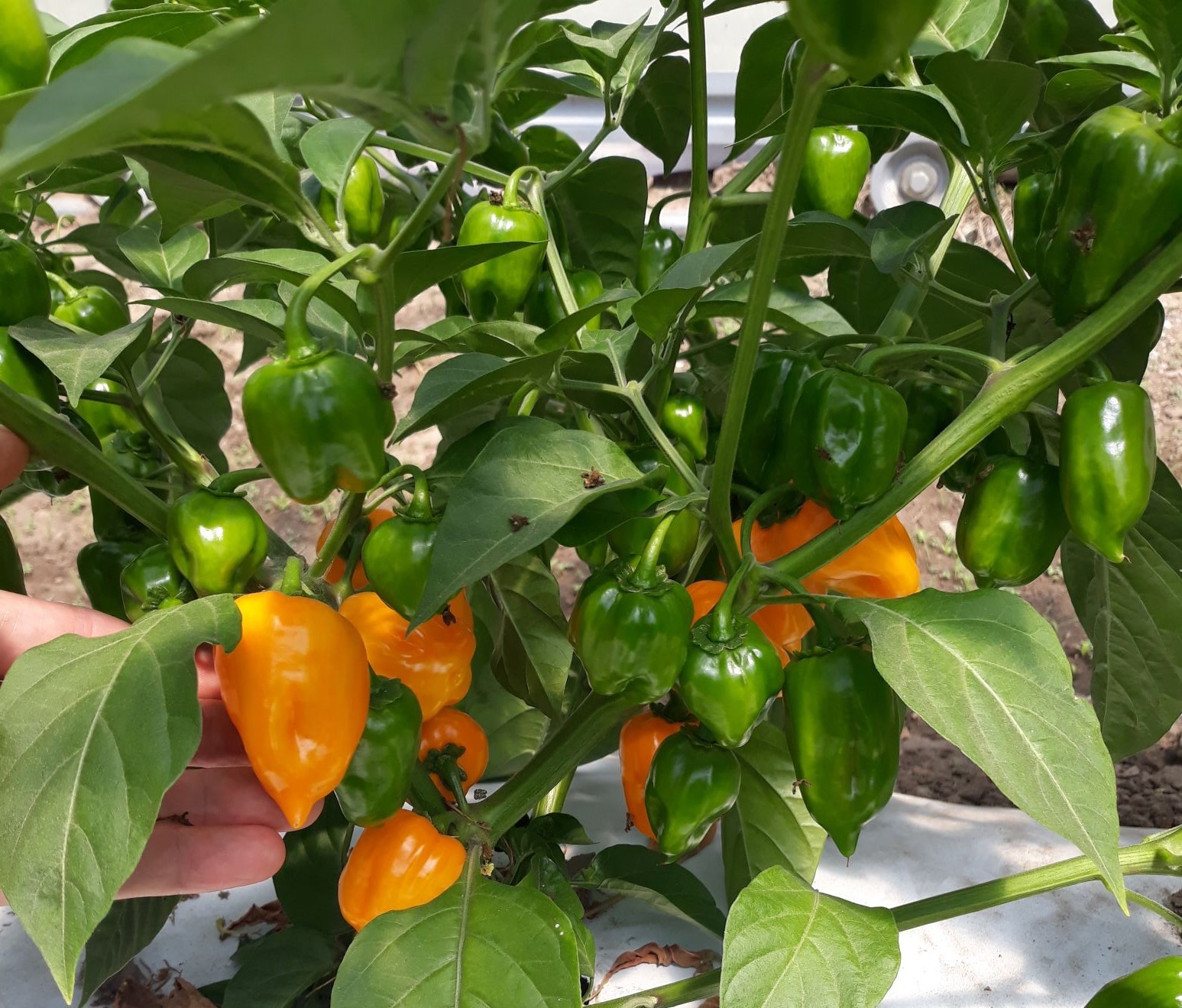 Habanero chile plant
