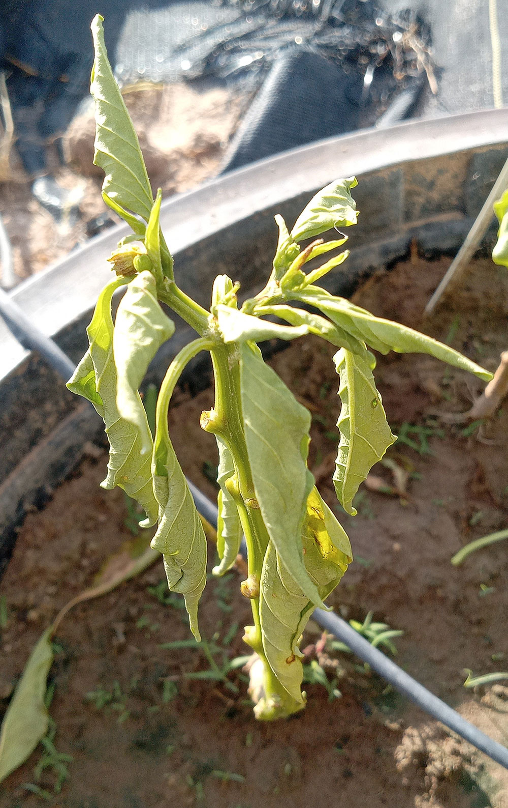Chile plant with phytophthora