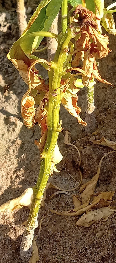 Plant with verticillium wilt