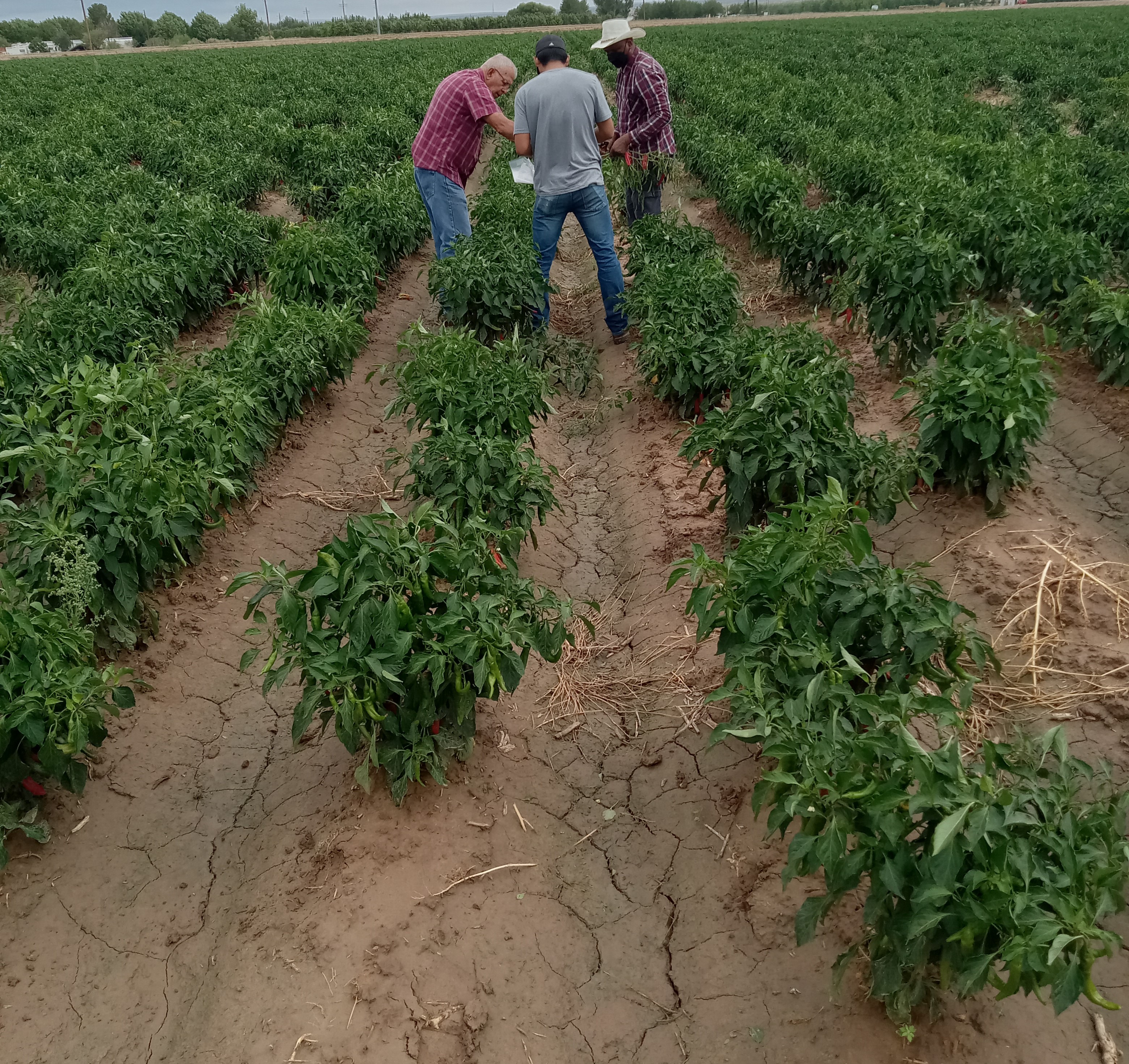 Vince Hernandez collecting samples in one of his fields