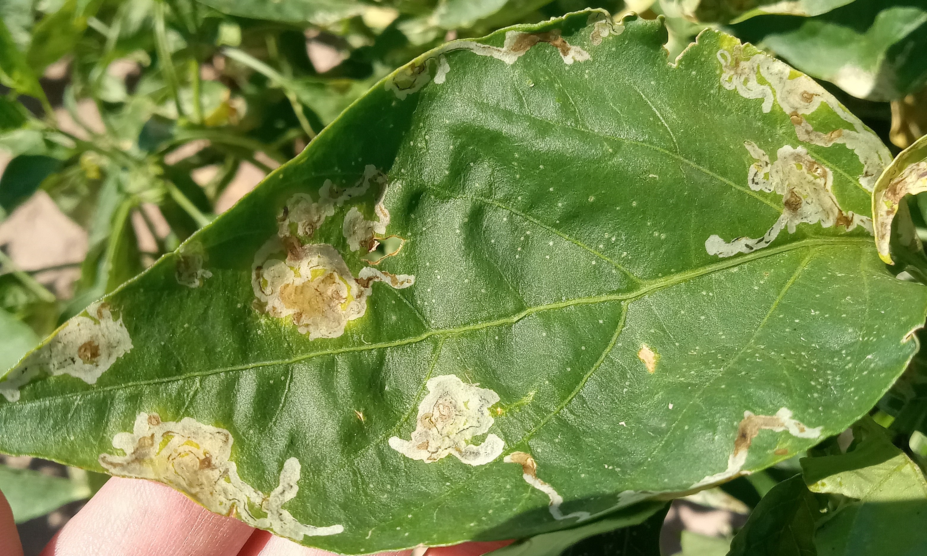 Leaf with leaf miner pests