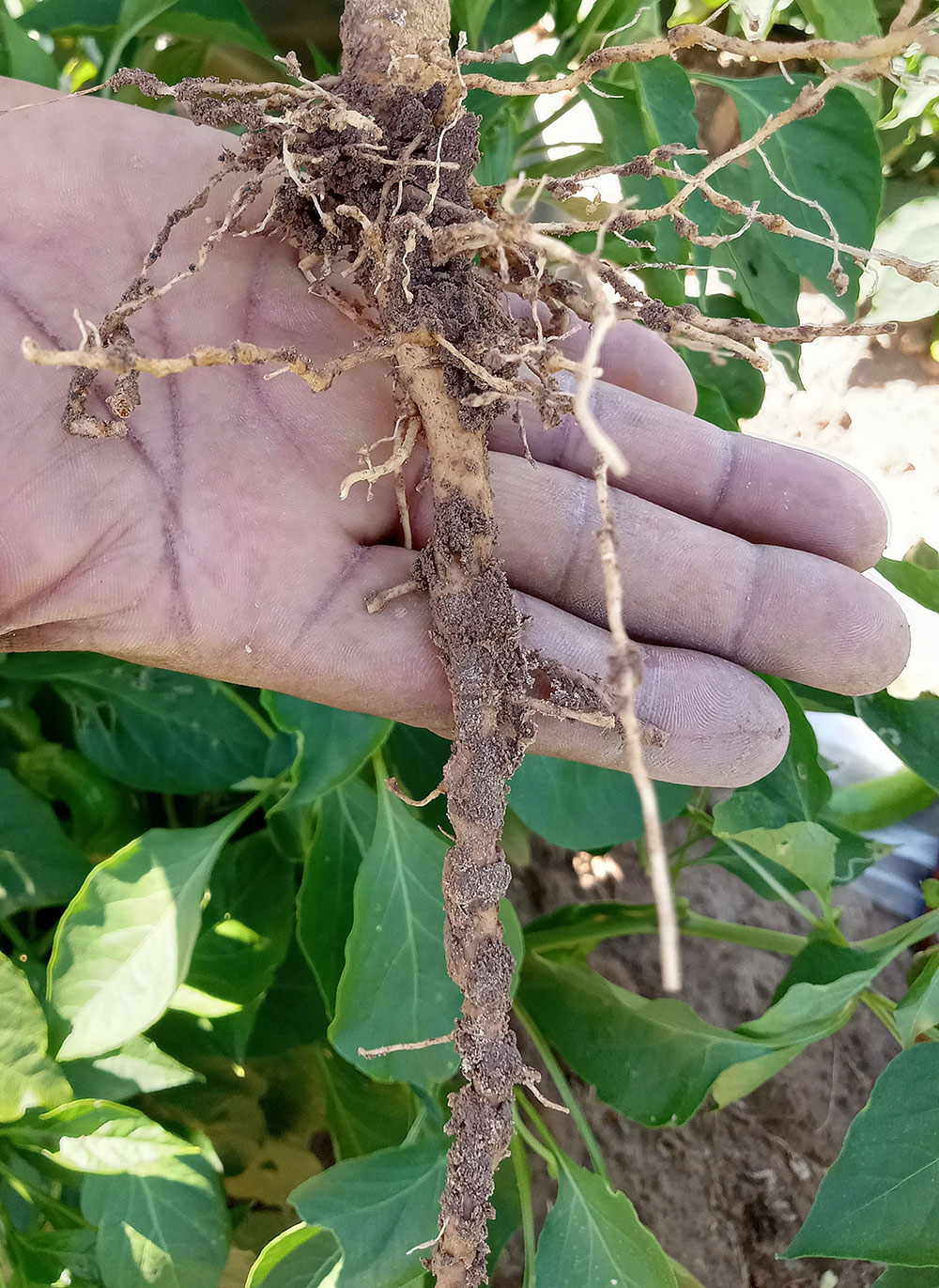 root knot nematode